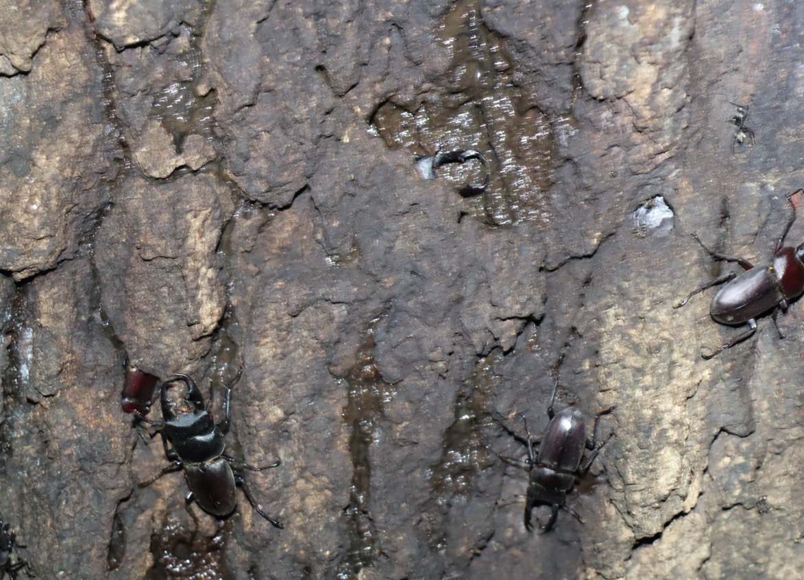 コクワガタ4♂、1♀_No.5のクヌギ_クワガタ達のオアシス_2023年8月14日19時30分 気温28.3度